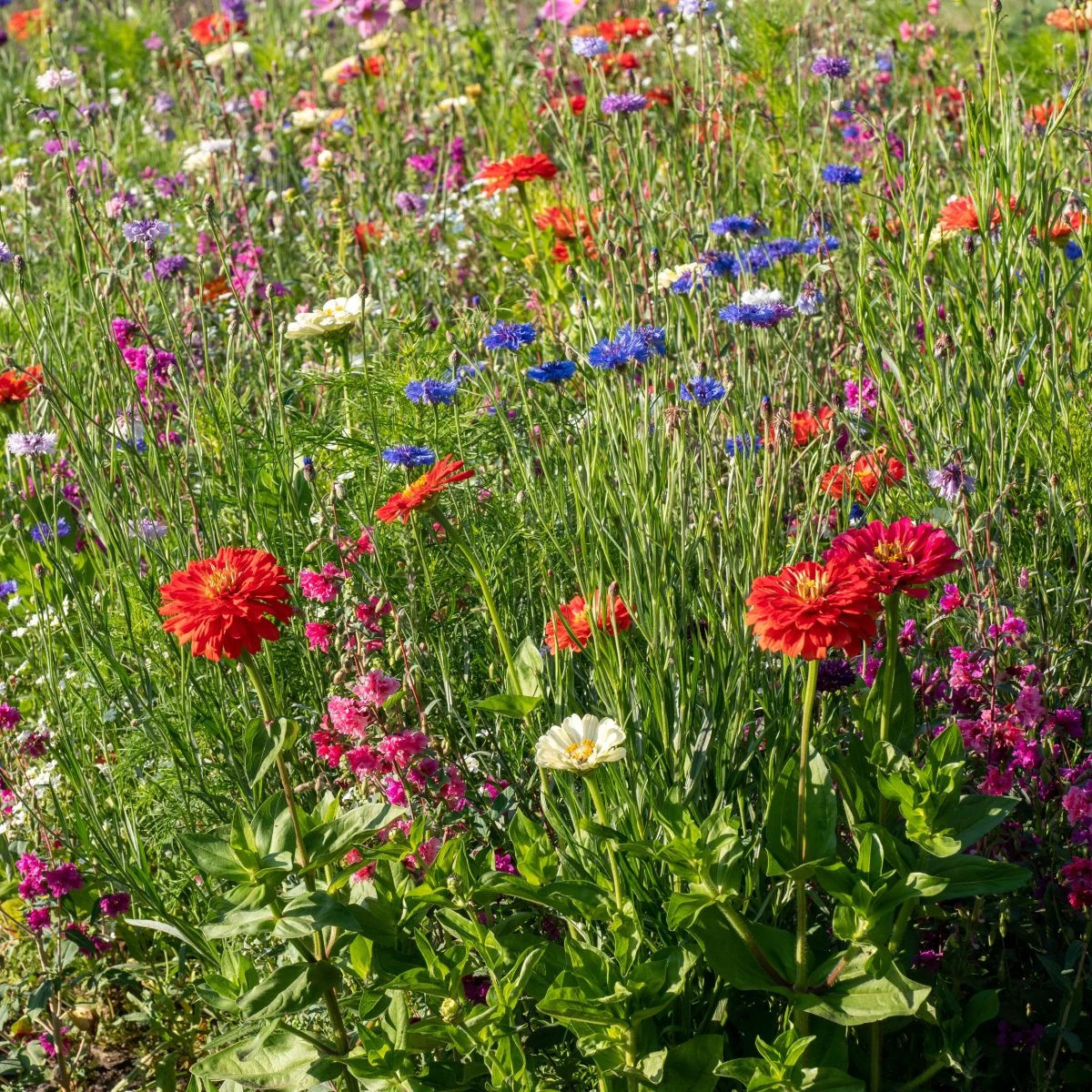 Farebný akord - osivo Čierny Biopro - zmes letničiek - 20 g