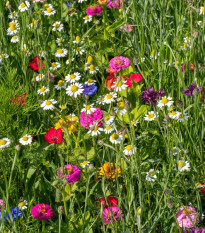 Harmančekové leto - osivo Čierny Biopro - letničková zmes - 20 g