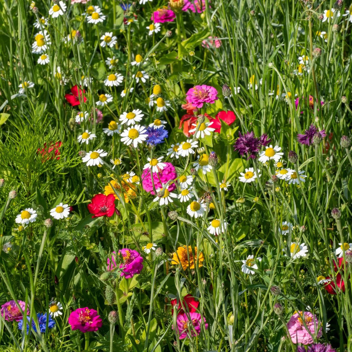 Harmančekové leto - osivo Čierny Biopro - letničková zmes - 20 g