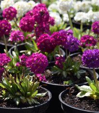 Prvosienka zúbkatá - zmes farieb - Primula denticulata - osivo prvosienky - 20 ks