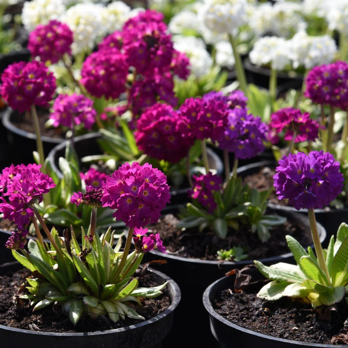 Prvosienka zúbkatá - zmes farieb - Primula denticulata - osivo prvosienky - 20 ks