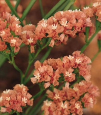 Limonka chobotnatá QIS Apricot - Limonium sinuatum - osivo limonky - 30 ks