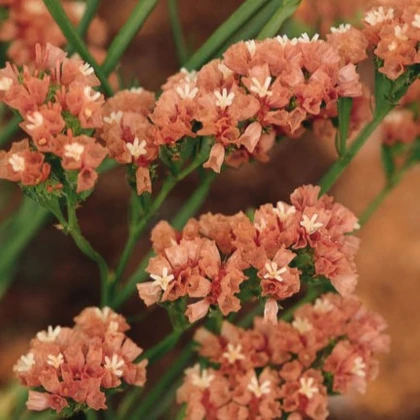 Limonka chobotnatá QIS Apricot - Limonium sinuatum - osivo limonky - 30 ks