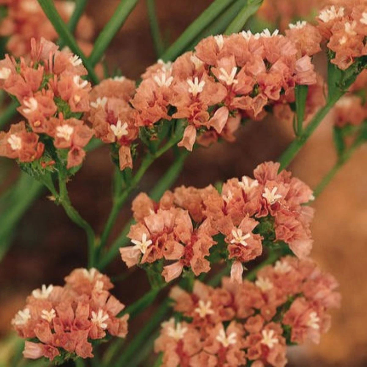 Limonka chobotnatá QIS Apricot - Limonium sinuatum - osivo limonky - 30 ks