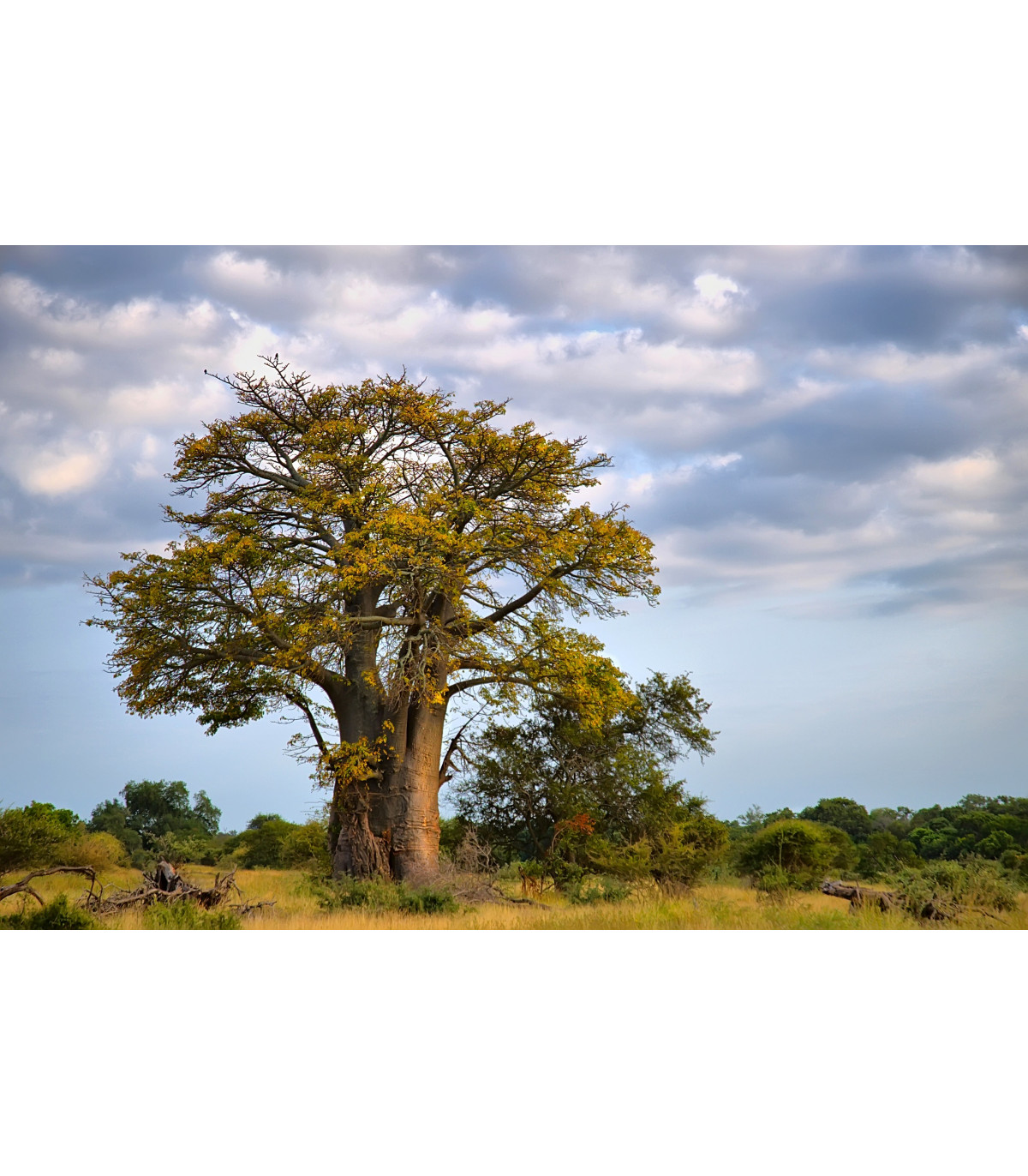 Baobab africký -  Adansonia digitata - semená - 3 ks