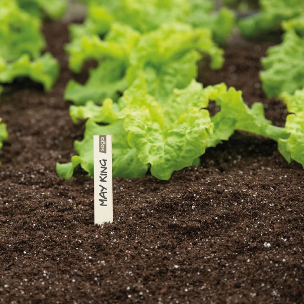 Drevené menovky - SOGO - Pieterpik - pestovateľské pomôcky - 24 ks