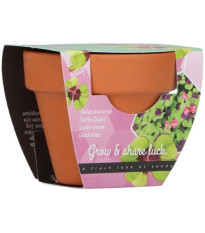 Buzzy Grow Gifts – Minisada na pestovanie štvorlístka - Pieterpik - 1 ks