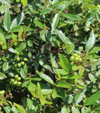 Sečuánske korenie - Zanthoxylum armatum - osivo korenia - 5 ks