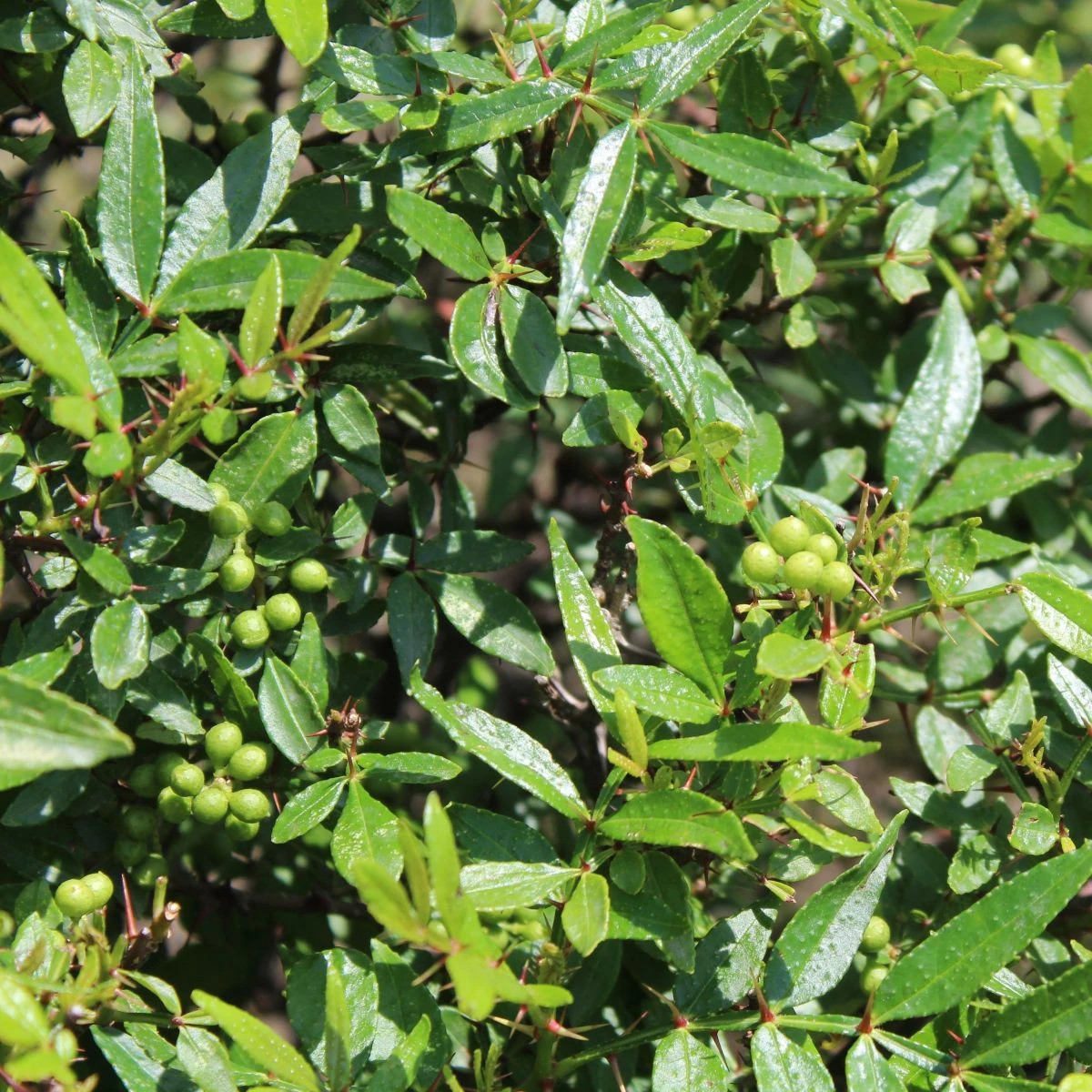 Sečuánske korenie - Zanthoxylum armatum - osivo korenia - 5 ks