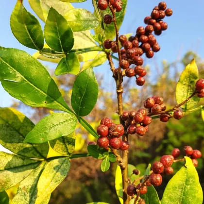 Sečuánske korenie - Zanthoxylum armatum - osivo korenia - 5 ks