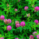 Ďatelina alpínska – Trifolium alpestre – osivo ďateliny