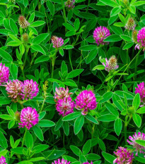 Ďatelina alpínska – Trifolium alpestre – osivo ďateliny