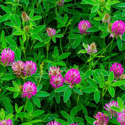 Ďatelina alpínska – Trifolium alpestre – osivo ďateliny
