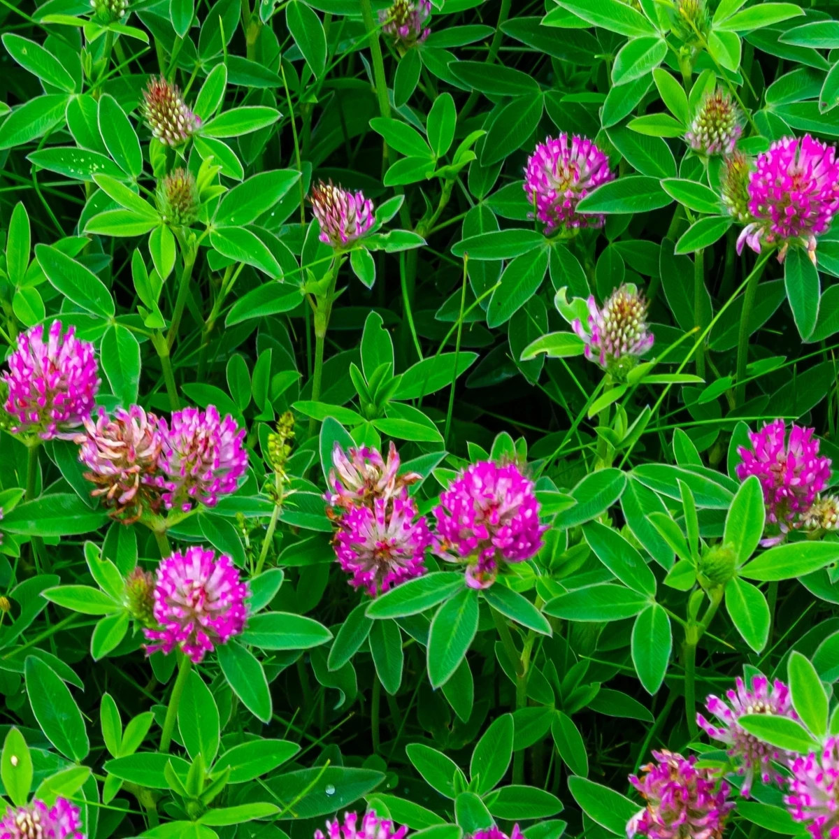 Ďatelina alpínska – Trifolium alpestre – osivo ďateliny