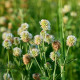 Ďatelina horská – Trifolium montanum – osivo ďateliny