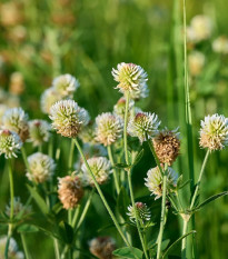 Ďatelina horská – Trifolium montanum – osivo ďateliny