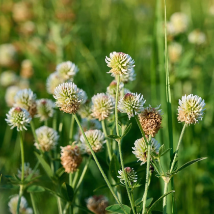 Ďatelina horská – Trifolium montanum – osivo ďateliny