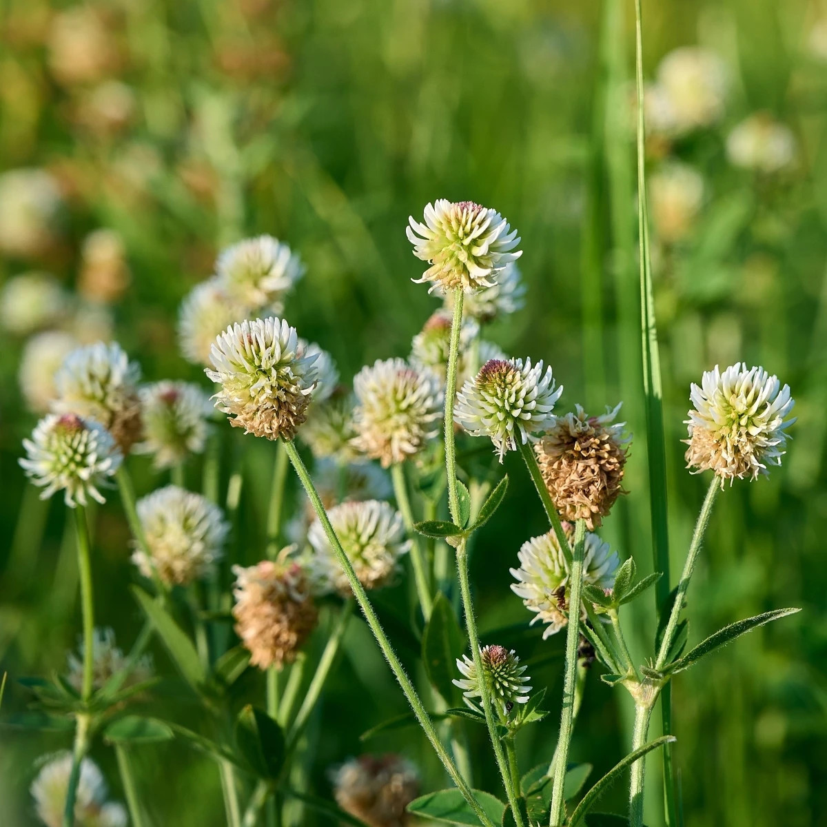 Ďatelina horská – Trifolium montanum – osivo ďateliny