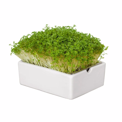 Štartovacia súprava BIO microgreen - Heimgart - súprava vrátane 2 plátov - 1 ks