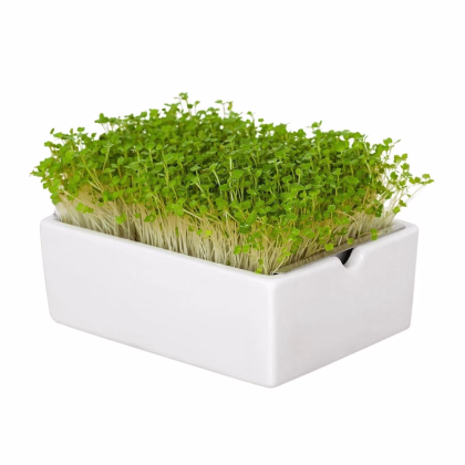 BIO Rukola - mikrozelenina - microgreens - Heimgart - náhradné pláty - 1 ks