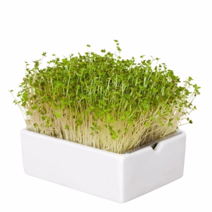 BIO Horčica - mikrozelenina - microgreens - Heimgart - náhradné pláty - 1 ks