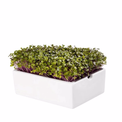 BIO Kaleráb - mikrozelenina - microgreens - Heimgart - náhradné pláty - 1 ks