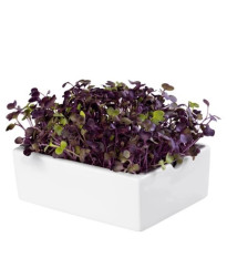 BIO Reďkovka Rambo - mikrozelenina - microgreens - náhradné pláty