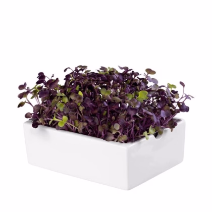 BIO Reďkovka Rambo - mikrozelenina - microgreens - náhradné pláty