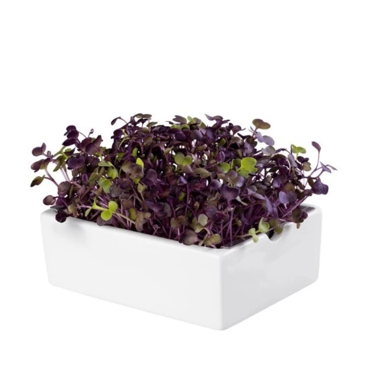 BIO Reďkovka Rambo - mikrozelenina - microgreens - náhradné pláty
