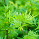 Palina Černobyľ - Artemisia vulgaris - predaj semien - 130 ks