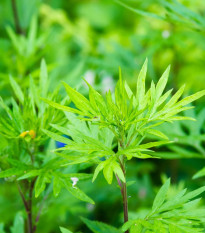 Palina Černobyľ - Artemisia vulgaris - predaj semien - 130 ks