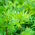 Palina Černobyľ - Artemisia vulgaris - predaj semien - 250 ks