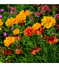 Kokarda osinatá veľkokvetá zmes - Gaillardia aristata - predaj semien - 120 ks