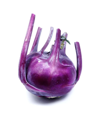 Kaleráb raný modrý Purple vienna - Brassica oleracea - predaj semien - 100 ks