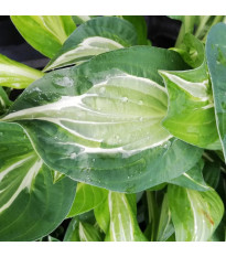 Funkia - Hosta Snake Eyes - predaj cibuľovín - 1 ks