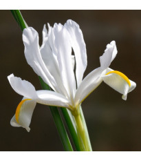 Kosatec sieťkovaný biely - Iris reticulata - predaj cibuľovín - 3 ks