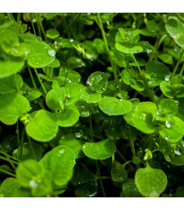 Mäta pieporná Mini Mint - Mentha piperita - predaj semien - 20 ks