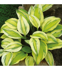 Funkia - Hosta Captains Adventure - predaj cibuľovín - 1 ks