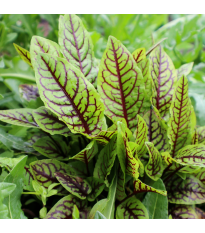 Šťaveľ krvavý - Rumex sanguineus - prodej semen - 100 ks