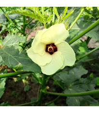 Ibištek jedlý - Okra - Abelmoschus esculentus - predaj semien - 8 ks