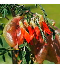 Africká bylina - Lessertia frutescens - predaj semien - 4 ks