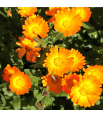 Nechtík lekársky Pacific Beauty - Calendula officinalis - predaj semien - 30 ks