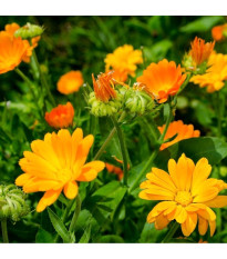 Nechtík lekársky žltý - Calendula officinalis - predaj semien - 30 ks