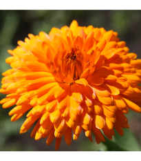 Nechtík lekársky Oranžová guľa - Calendula officinalis - predaj semien - 65 ks