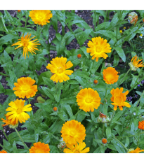 Nechtík lekársky - Calendula officinalis - predaj semien - 30 ks