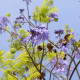 Dalbergia čierna - Dalberhia nigra - semiačka - 5 ks
