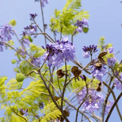 Dalbergia čierna - Dalberhia nigra - semiačka - 5 ks