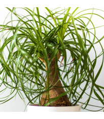 Nolina - Slonia noha -  Nolina longifolia - semiačka - 5 ks