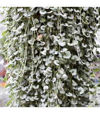Strieborný dážď Silver Falls - Dichondra emerald - predaj semien - 6 ks