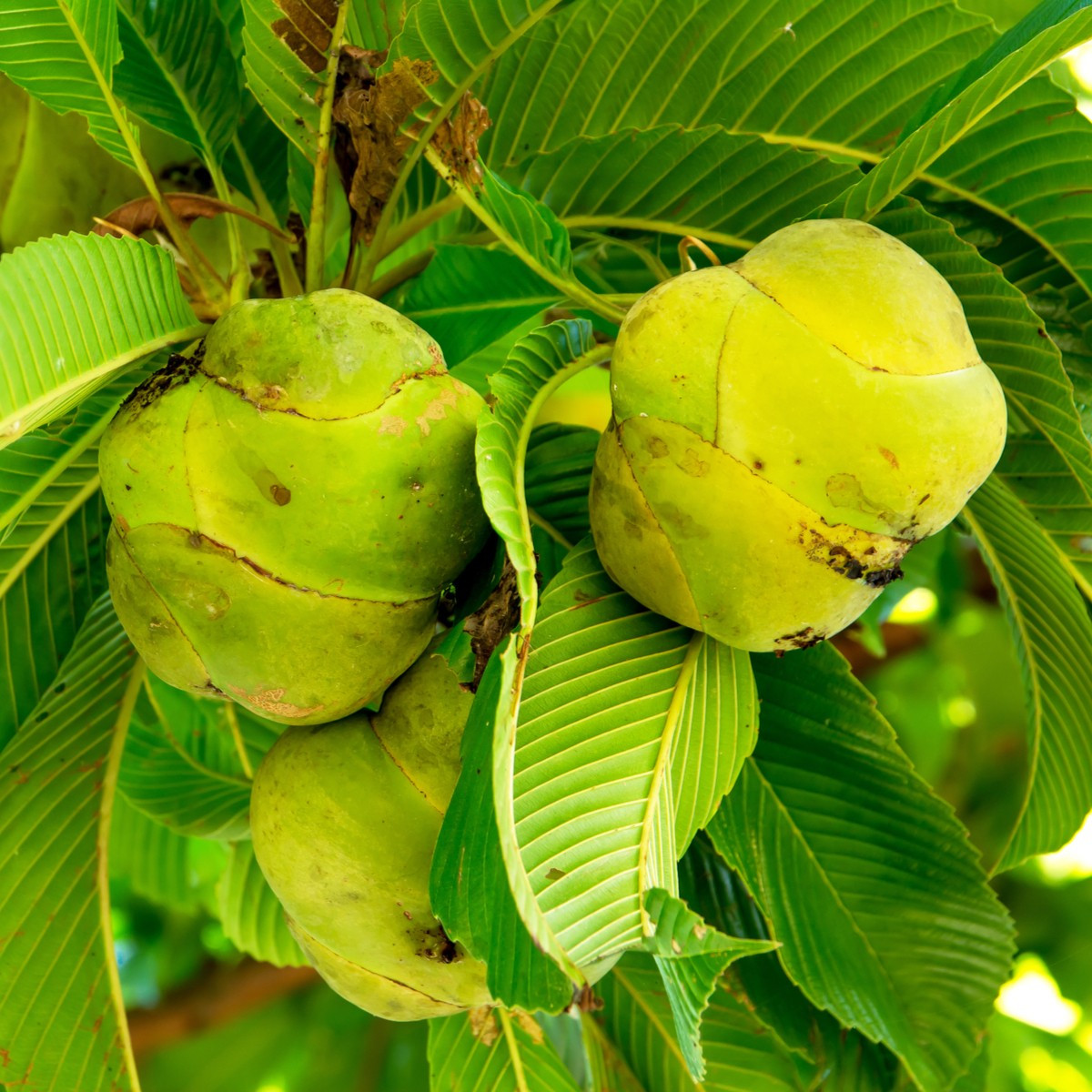 Dilenia indická - Dillenia indica - semiačka - 6 ks